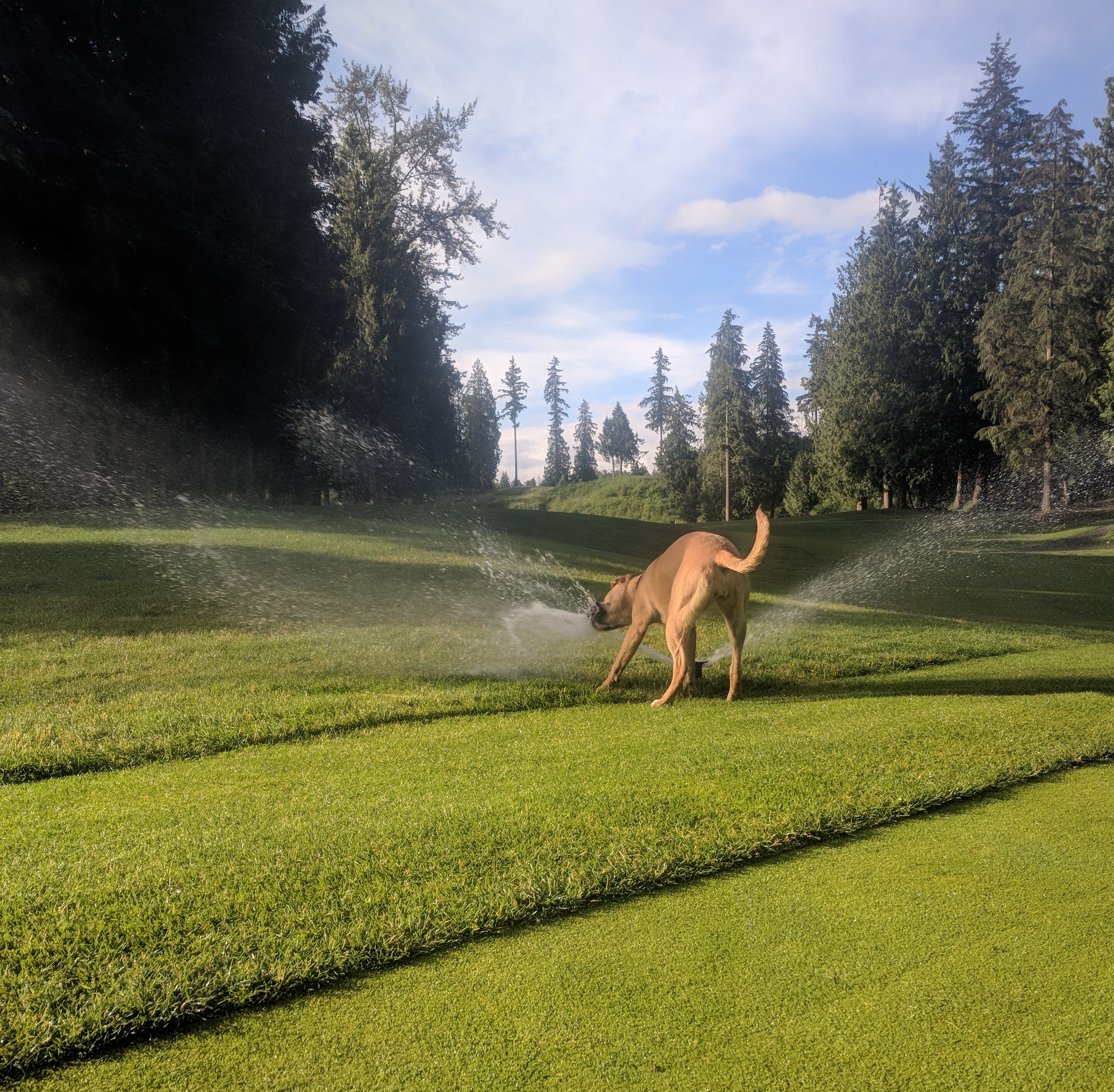 Dog playing in a sprinkler on Redwoods golf course