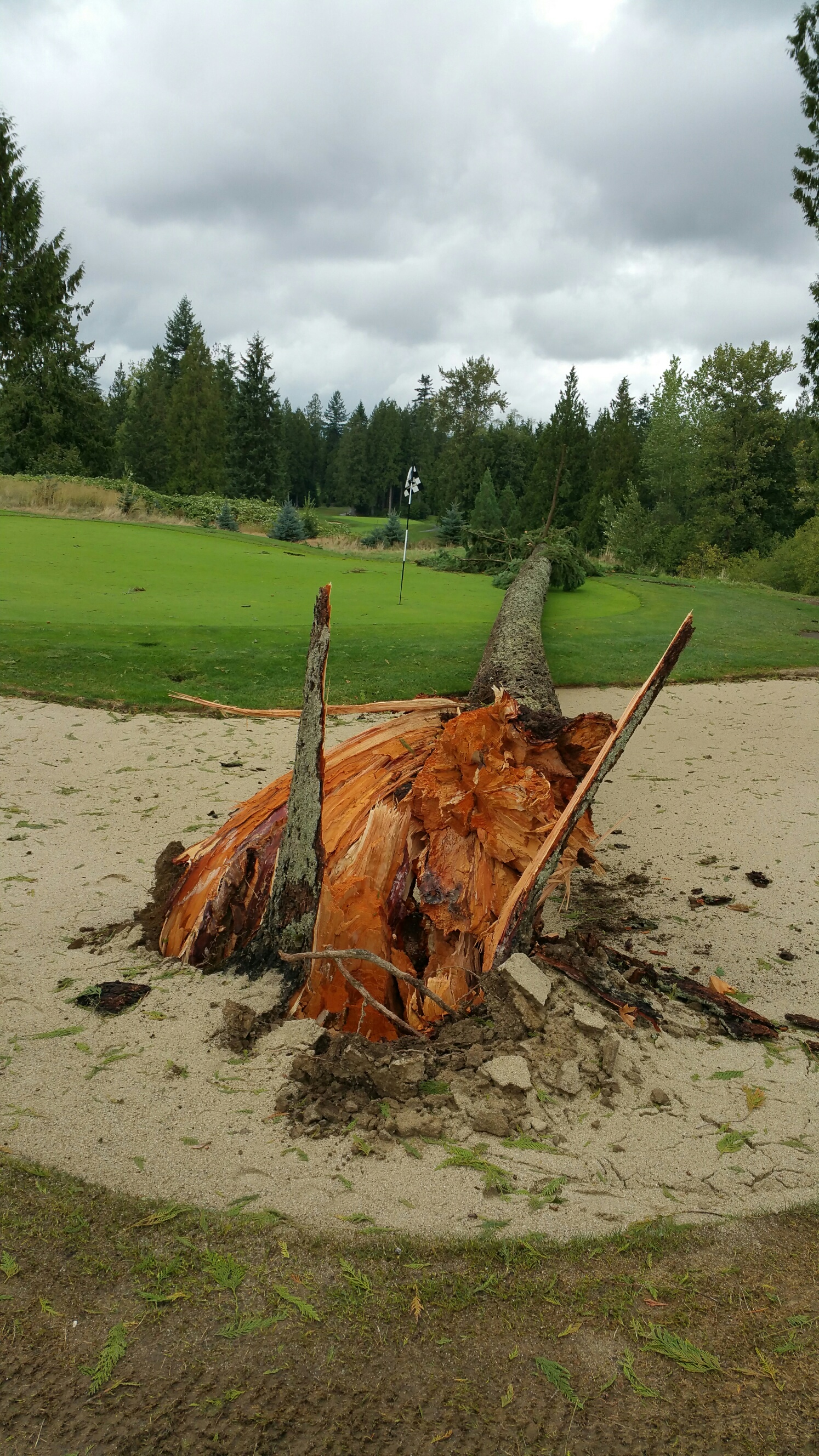 Storm 2015 aftermath - fallen tree